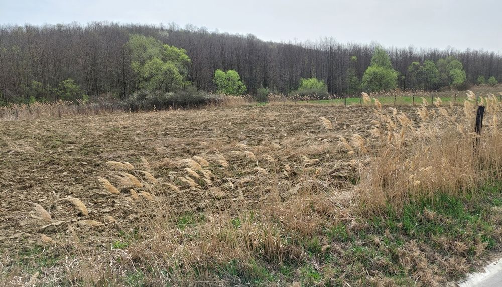 Teren de vanzare - Langa Padure