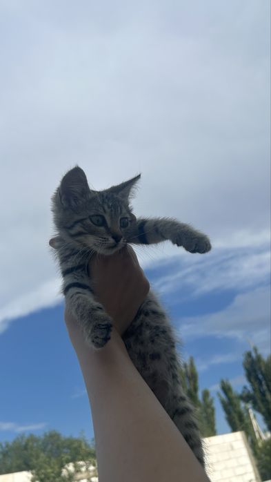 Кошка,марғау өте сүйкімді марғау кішкентай