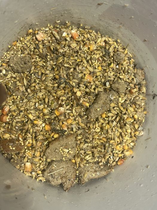 Куры несушки