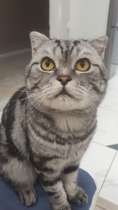 Котята на бронь три мальчика и одна девочка