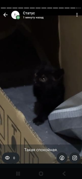 Черный котенок бесплатно