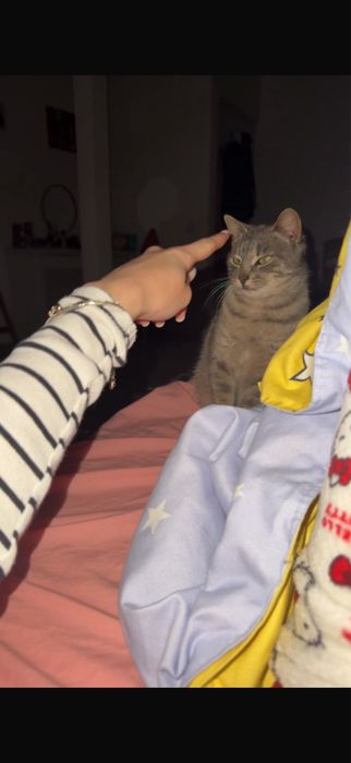 pisica spre adoptie