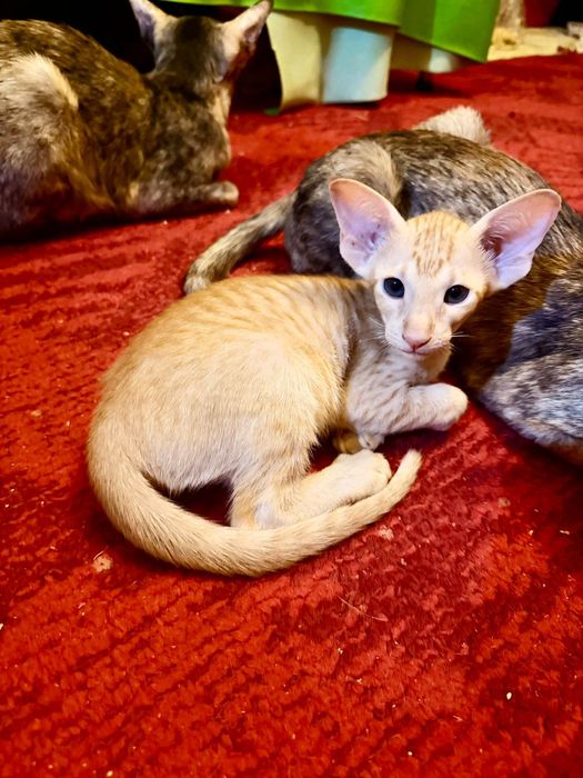 Ориентальные котчта