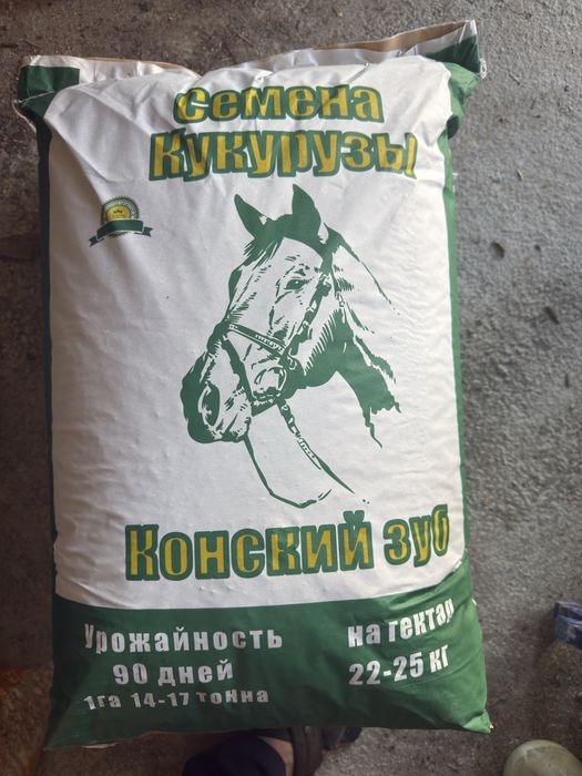 Семена кукуруза Жүгері тұқым