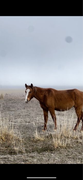 4 бас кулынды бие сатылады