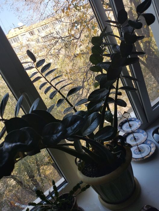 Цветок денежное дерево