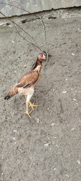 Сотилади  соглом