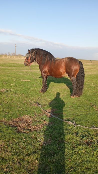 Cai frumoși  de vânzare