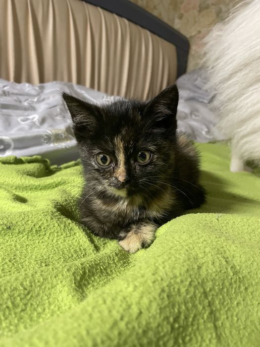 Котенок ищет дом