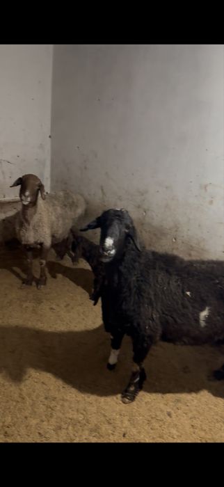 Осы екы козылы кой сатылады