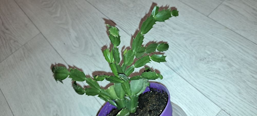 Домашние растения, цветущие