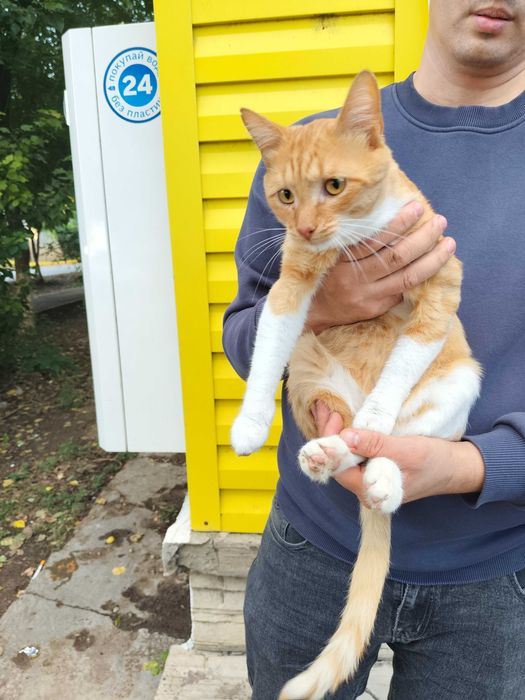 Котёнок, мальчик- 7 месяцев