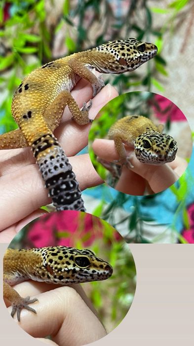 Яркие малыши эублефары