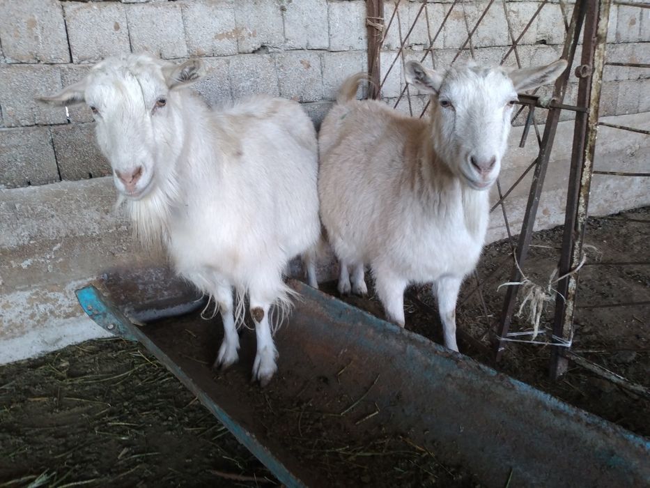 Занен ешкі сатылады буаз