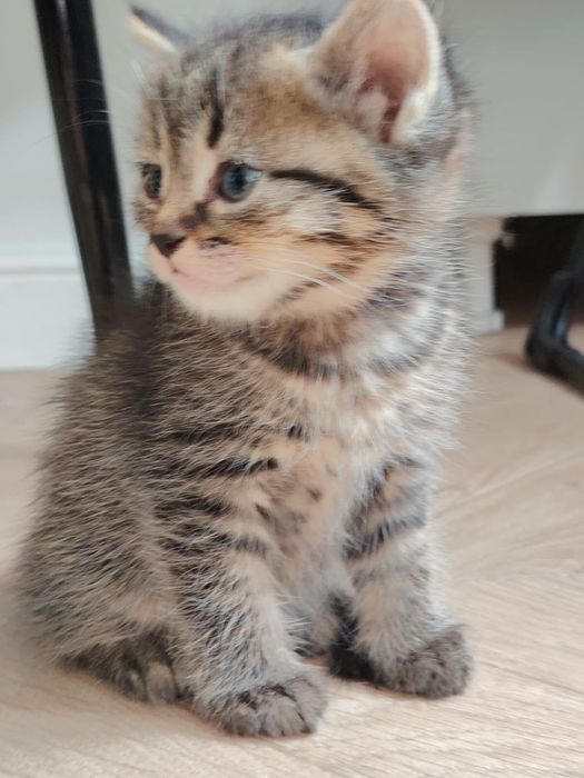 Отдам котят в добрые руки