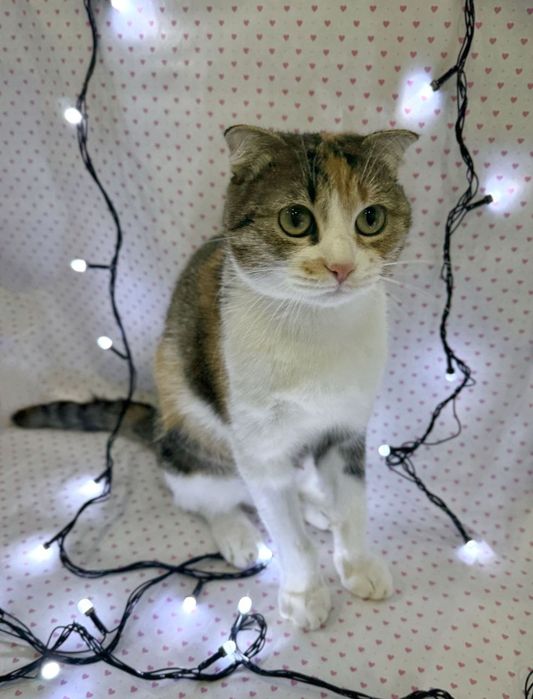 Кошечка ищет любищую семью