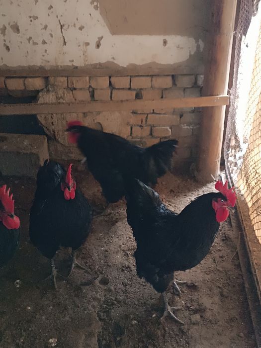 Петухи.   брама.