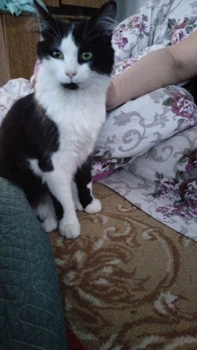 Отдам даром кота