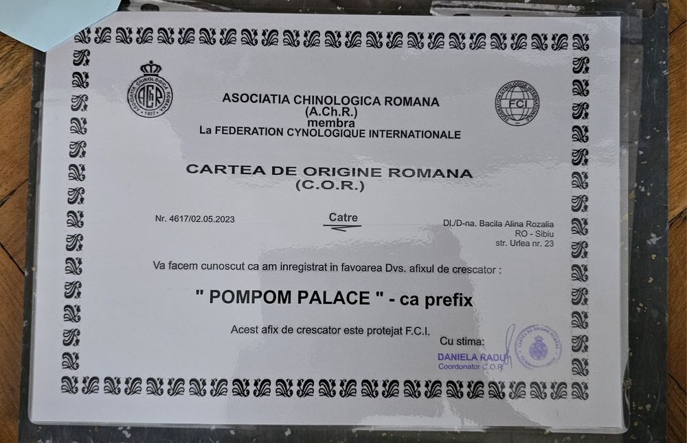 Pui mascul Pomeranian cu pedigree FCI