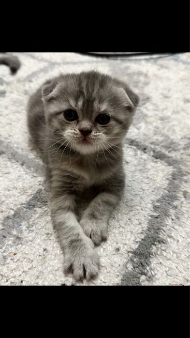 Шотландские котята