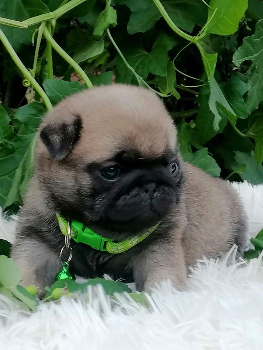 Щенки мопса продаю