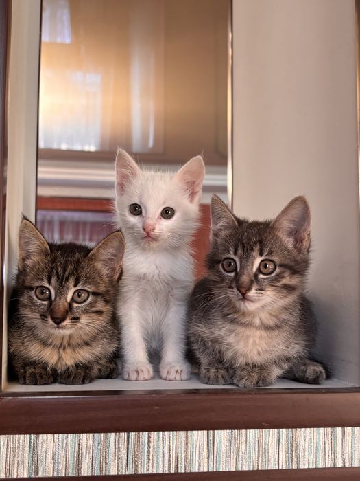 Котята ищут новый дом.