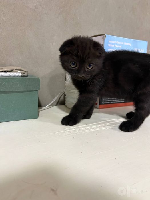 продаются котята 3 месяца