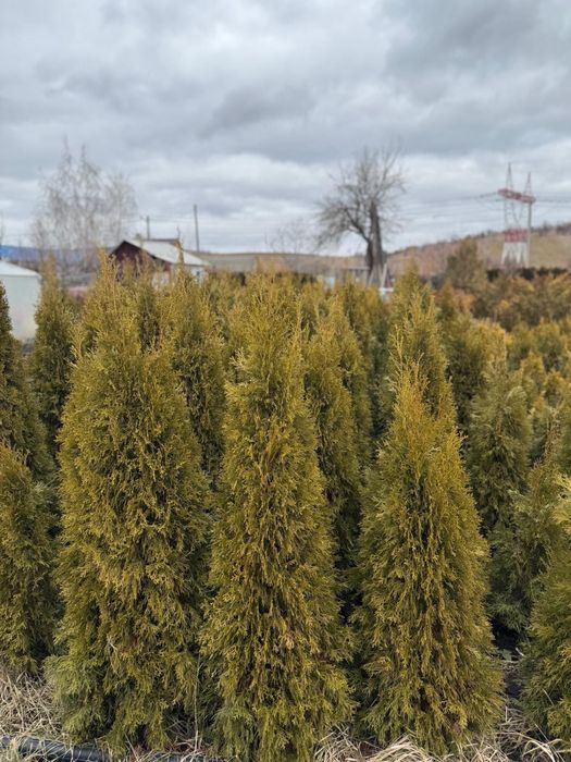 Vand tuia smarald  80 cm -180 cm engros