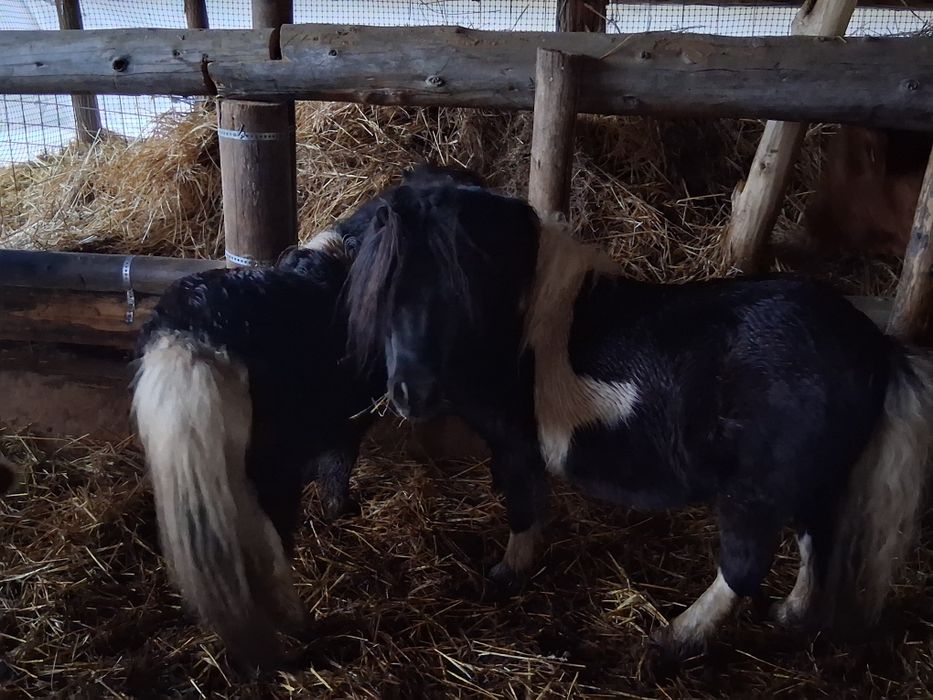 Vând armăsari de ponei