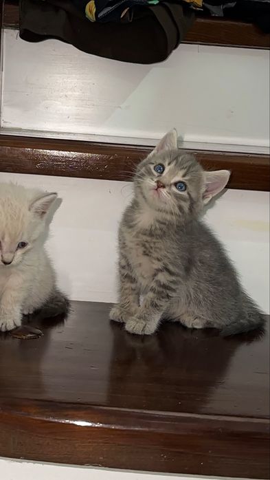Продаются милые котята