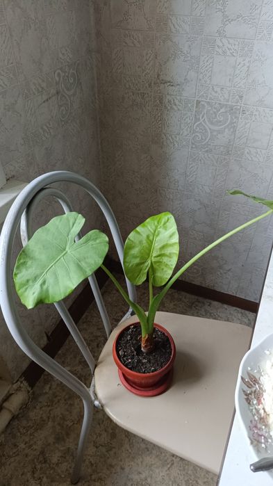 Различные цветочки