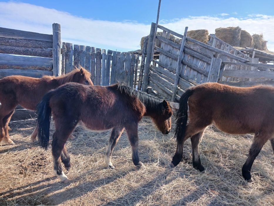 4 тай/лошади, 3ұрғашы,  1еркек