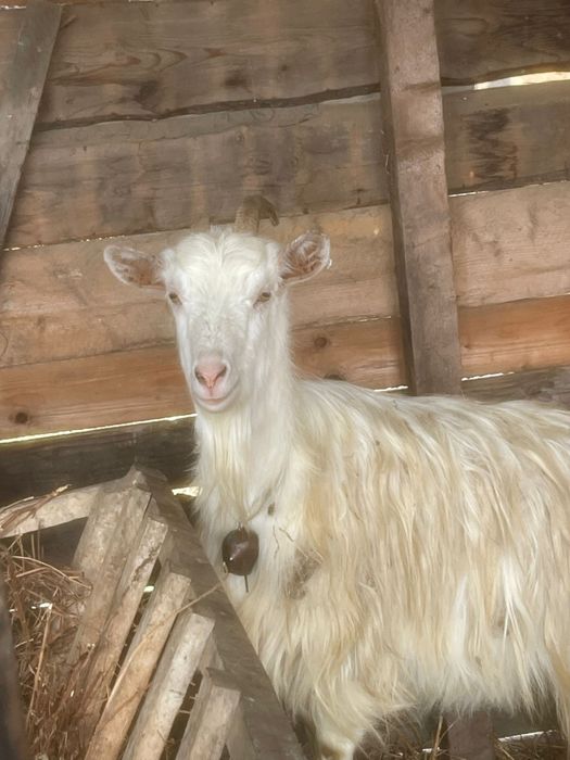 Vand 7 capre de lapte, 2 sunt cu iezii