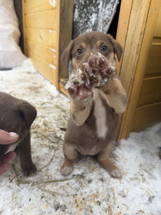 Отдам щенят в добрые руки!
