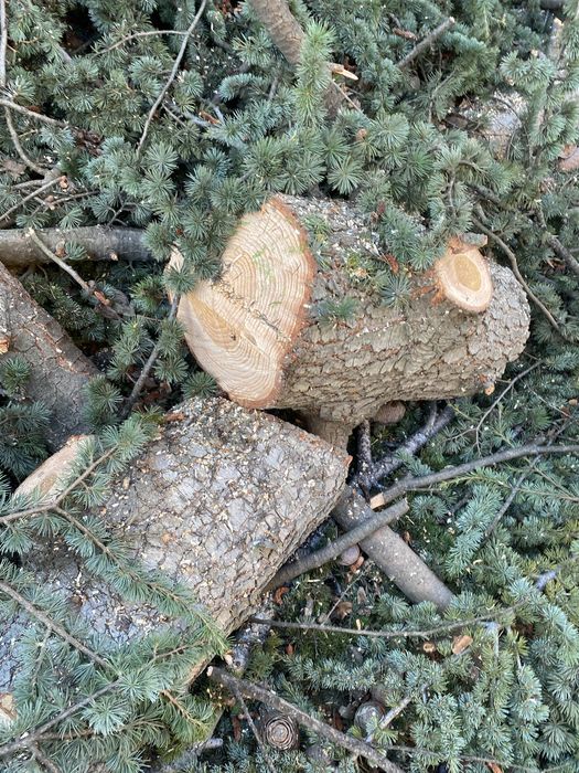 Трупа от Ливански Кедър