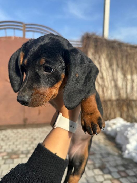 Продаются щенки таксы