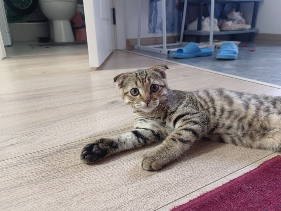 Продаётся кот маленький