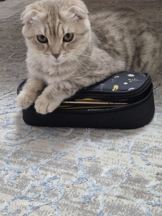 Животное кошкина