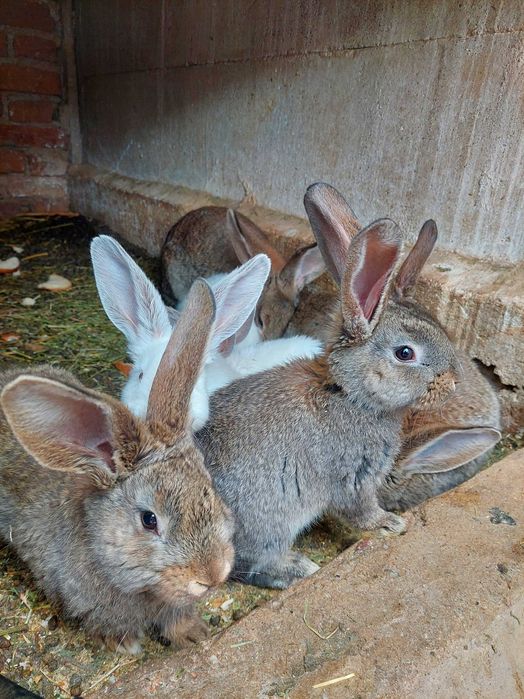 Vând iepurași Urias German