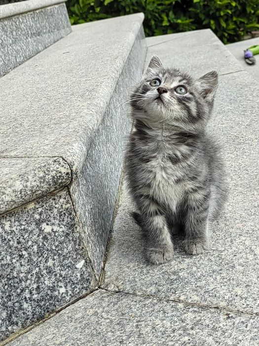 Милый котёнок ищет дом