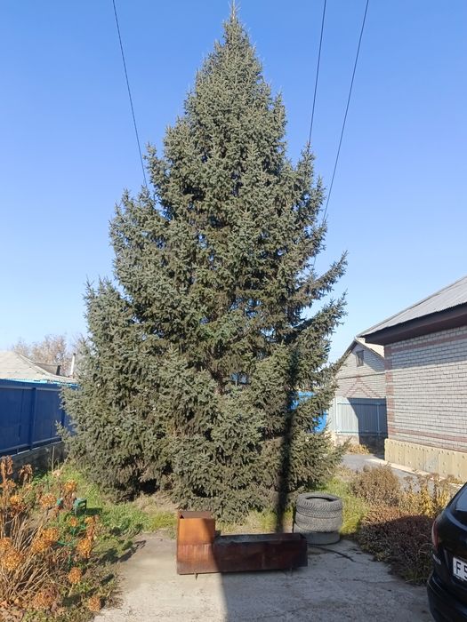 Продам ёлку живую