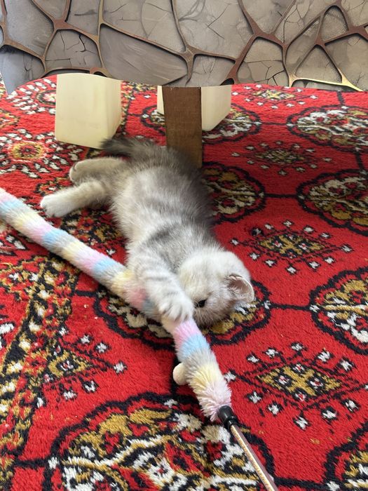 Очаровательный котонек британской шиншиллы, brintanskiy shinshilla