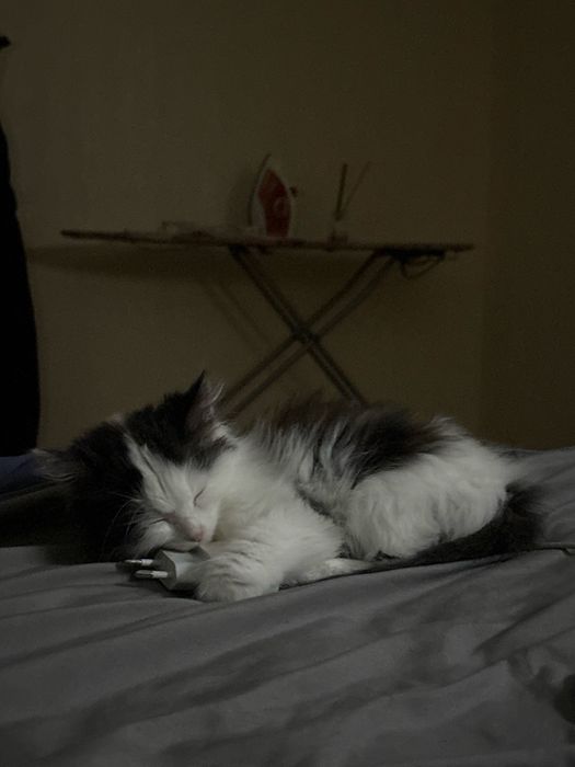 Отдам в добрые руки котенка