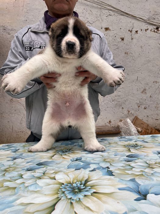 Щенок Туркменского Алабая ( Чистокровный )