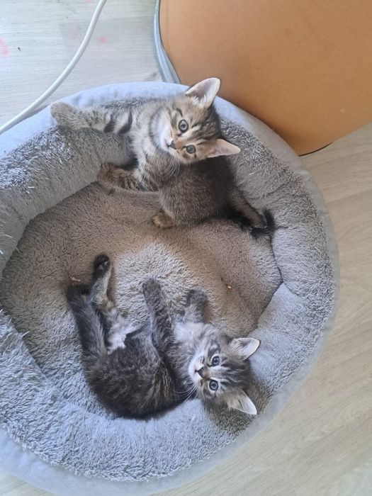 Отдам котят в ДОБРЫЕ руки!!!