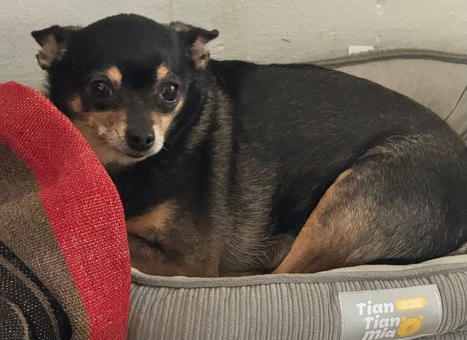 Кучета -мини пинчер/чихуахуа/подаряваме/