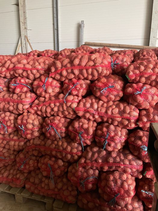 Cartofi consum alb si rosu