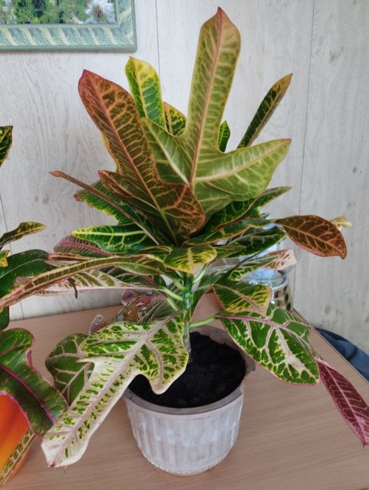 Продам  молодой кротон