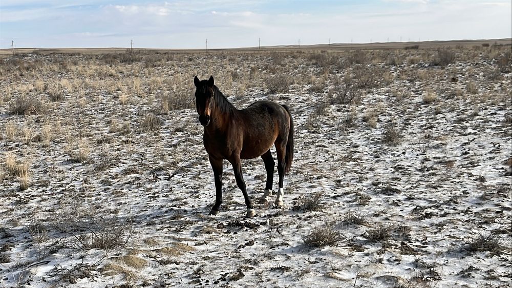 Айгыр Жеребец Айғыр