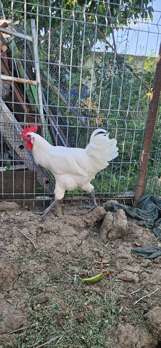 Pui Australorp , OliveEgger . Cocosi